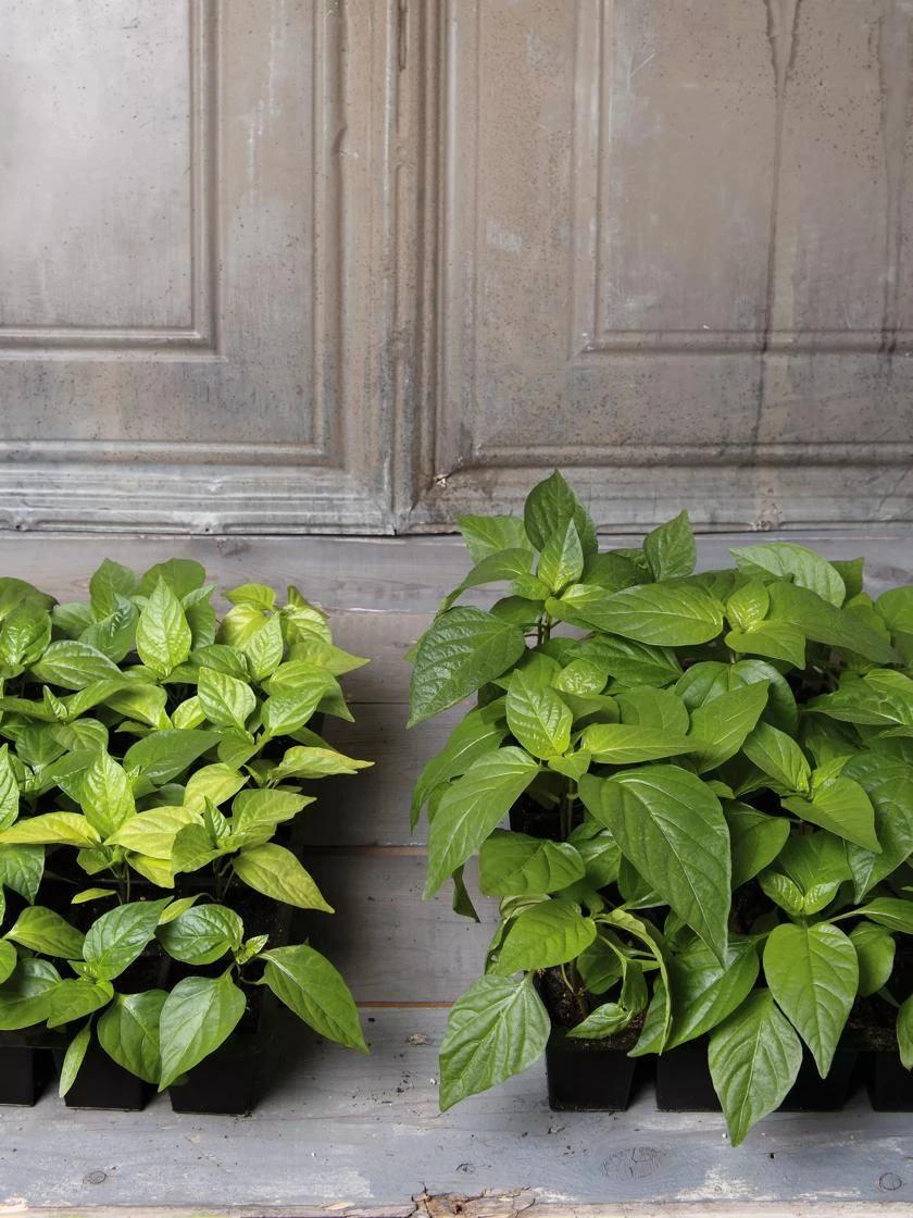 Organic Seed Starting Mix, 6 Quarts - Image 4