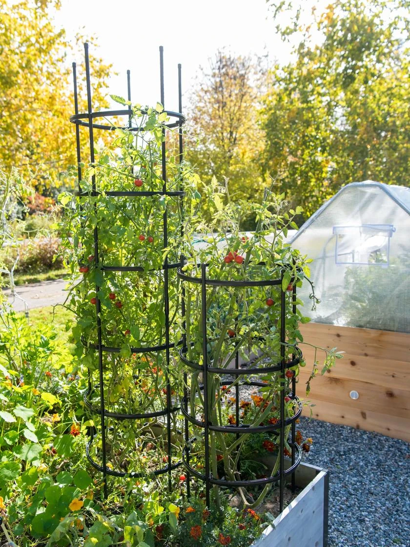 Titan Tomato Cages, Set Of 3 - Image 2