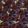 Coco Coir Seed Starting Discs And Tray