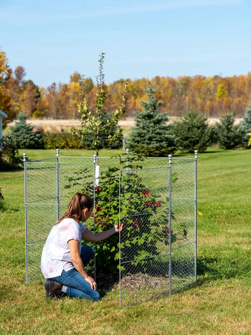 Tall Chicken Wire Critter Fence With Gate - Image 3